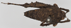 CollectionObject 1577215; NNM 587685, 59738f32-cfd5-495e-887c-53432481948f: female, dorsal view (syntype). (CollectionObject).