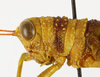CollectionObject 1588734; 11249372-3d4f-4465-9e00-f34d74f9520e: male head and pronotum, lateral view. (CollectionObject).