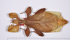 CollectionObject 1563788; 802a97f9-cfb5-4f79-975d-472f0a3f6479: copyright ANSP. female, dorsal view (paratype). (CollectionObject).