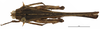CollectionObject 1506795; 535df19a-d4fc-467c-bc52-f836533f592a: female, dorsal view (holotype). (CollectionObject).