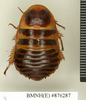 CollectionObject 1572937; 33eb436c-0c1c-4520-b7ec-d5e893682b9b: Copyright Natural History Museum, London. Non-type (adult male) in BM(NH). Dorsal view. (CollectionObject).