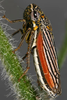 Habitus, dorsal view on Cuerna alpina Oman & Beamer, 1944: U.S.A., Illinois, Monroe Co., Fults Praire. Photo: R. Rakitov. (Observation).