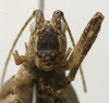 CollectionObject 1535094; 88f16536-4f93-4297-a1af-cd143ebf1639: male face (syntype). (CollectionObject).