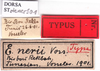 CollectionObject 1530700; 79ace574-cb0f-4cb3-acdf-3fc600fc866a: labels (syntype). (CollectionObject).