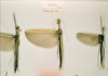 CollectionObject 1560610; dc0149ec-714d-40a5-b762-9b40fd392438: copyright NHRS, Stockholm. male and female (syntypes). (CollectionObject).;CollectionObject 1560611; b90d7d69-131e-42e6-b64d-5f936a16562e: copyright NHRS, Stockholm. male and female (syntypes). (CollectionObject).