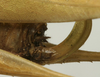 CollectionObject 1535913; d117365e-5930-4cff-9473-f18bc9f99a9f: female ovipositor (syntype). (CollectionObject).