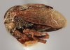 Habitus, lateral view on Gargara (Gargara) triangulata Funkhouser, 1918: (Observation).