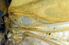 CollectionObject 1500248; 7365f392-aacf-4669-b0d1-024d772d7d36, DORSA BTararetS01: male, base of right tegmen (syntype). (CollectionObject).