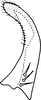 Subgenital plate, ventral view on Edwardsiana sariabensis Ahmed & Naheed, 1981: Subgenital plate. (Observation).