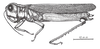 Costalimacris neotropica Carbonell & Campos Seabra, 1988: Fig. 2. female habitus. (Otu).