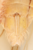Sternite VII (female): !! display not done !! on Ponana (Ponana) citrina (Spångberg, 1878): (Observation).