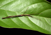 CollectionObject 1580859; 2fa28cc8-18c1-48c7-9363-81462b53e7ff: copyright F Seow-Choen. male (holotype). (CollectionObject).