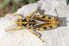 Prionotropis hystrix (Germar, 1817): male in dorsal view (Croatia, Grobnik, S slopes of Obruc massif). (Otu).