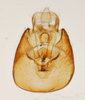 Pygofer, ventral view: !! display not done !! on Conomelus anceps (Germar, 1821): (Observation).