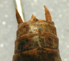 CollectionObject 1517113; 7afd28ad-0a23-41a5-8739-2159898a5b1c: male cerci (holotype). (CollectionObject).