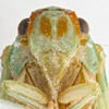 Head: !! display not done !! on Ormenaria rufifascia (Walker, 1851): (Observation).