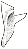 Orchelimum (Orchelimum) bullatum Rehn & Hebard, 1915: Pl. III, Fig 45 (after type). male left cercus, dorsal outline. (Otu).