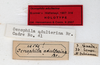 CollectionObject 1560414; fd053052-1efb-4970-be40-8e878404e646: copyright MHNG Geneva. male, data labels (holotype). (CollectionObject).