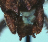 CollectionObject 1522424; 588a8b6c-2b9a-4c03-ba02-5fe368e5050b: male cerci (holotype). (CollectionObject).