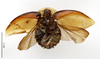 CollectionObject 1587231; MNHN(SF IMPORT DUPLICATE) MNHN-EP-EP1164, e3a1d357-5a2b-4fa5-aacf-cdfdc192e489: CC BY-NC-ND 4.0/MNHN - Depraetere Marion - 2014. Syntype, female, of luteola Blanchard, 1837. Specimen number: MNHN-EP-EP1164. http://coldb.mnhn.fr/catalognumber/mnhn/ep/ep1164. (CollectionObject).