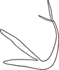 Aedeagus, lateral view on Edwardsiana ariste (McAtee, 1926): Aedeagus, lateral view. (Observation).