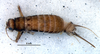 CollectionObject 1581936; ef8c9b52-e91f-429f-aee1-920ec685d350: female, dorsal view (paratype). (CollectionObject).