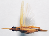 CollectionObject 1540707; d8d46e07-df3f-4727-8a9b-2314a5f7599c: male, dorsal view (holotype). (CollectionObject).