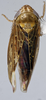 Habitus, dorsal view: (Observation).