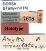 CollectionObject 1500350; e8133092-30f0-4cef-80b1-d725e992769c: labels (holotype). (CollectionObject).