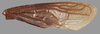 Forewing on Cyphotes nodosa Burmeister, 1835: holotype. (Observation).