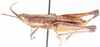 Paralobopoma sjostedti Ramme, 1931: male, lateral view. (Otu).