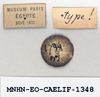 CollectionObject 1572723; a02e75f9-cc32-4b58-87bb-129bc75496bc: female, labels (syntype of Ommexecha lugubris). (CollectionObject).