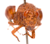 CollectionObject 2627946; CNMS 18, 8bdef611-a9fc-4a78-bb72-7e16b318f0c1, CNMS 18: front view. male (paratype). (CollectionObject).