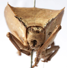 CollectionObject 1539665; 1fb2d361-6e9d-4120-8322-521192e744e9, MNHN-EO-ENSIF1151: male nymph face (holotype). (CollectionObject).