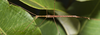 Sipyloidea caeca (Sjöstedt, 1918): copyright J. Sztraka. male. (Otu).