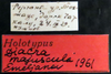 Other on Diacra majuscula Emeljanov, 1961: holotype. (Observation).
