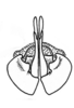Pedies virescens Saussure, 1861: valves of aedeagus, ventral view. (Otu).