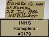 Other on Athysanella (Athysanella) strobila Blocker, 1988: Labels - Male. (Observation).