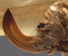 CollectionObject 1505865; 9ff75089-e742-49cc-9b8d-0733275352be: female ovipositor (holotype). (CollectionObject).