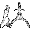 Stylus: !! display not done !! on Paraphlepsius (Gamarex) operculatus (Ball, 1927): Stylus. (Observation).