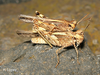 Acrotylus insubricus inficitus (Walker, 1870): male and female (Canary Islands). (Otu).