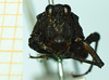 CollectionObject 1587065; a6f3e888-3f1e-4750-9998-c02015bf5842, NHMUK010924792: female, frontal view (Paratettix scaber var. ugandensis). (CollectionObject).