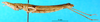 CollectionObject 1500984; 16b2b55a-2ecb-456c-a060-5d4d8a07dd45, MfN 2128: female, lateral view (holotype). (CollectionObject).