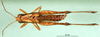 CollectionObject 1502323; 2c220161-4661-4d18-bb6a-f0c8362f867b, DORSA BA000812S04: female, dorsal view (syntype). (CollectionObject).
