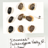 Acrophylla cookorum Brock & Coupland, 2022: copyright QM. eggs in QM. (Otu).