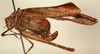 female, lateral view. Depicts CollectionObject 1544468; 10fb21d2-b7c6-4a46-91f0-21a75f48eb88, a CollectionObject.