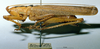 CollectionObject 1516183; c0584c50-73e7-419c-a6bf-25e7e6aed833: male, lateral view (holotype). (CollectionObject).