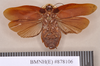 Zetobora monastica Saussure, 1862: Lectotype, male, ventral. BMNH(E)#878106. (Otu).