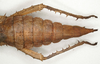 Haaniella gorochovi Hennemann, Conle, Brock & Seow-Choen, 2016: copyright ZIN, St. Petersburg. female: end of abdomen, dorsal view (paratype). (Otu).