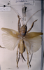 CollectionObject 1503274; MBBJ 3225995, 63dcabe9-07ed-4a23-900a-1017e673f8ef: female, dorsal view. (CollectionObject).